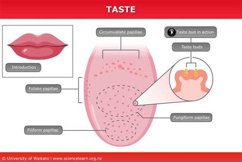 Taste Terminology .
